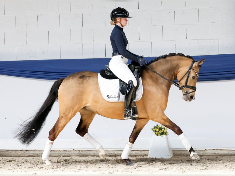 Duitse rijpony Merrie 4 Jaar 145 cm Falbe in Marsberg