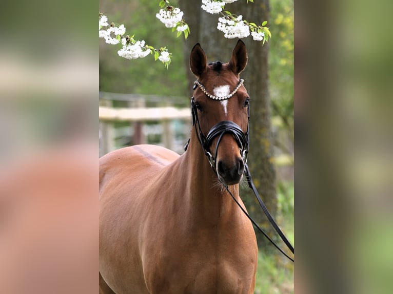 Duitse rijpony Merrie 4 Jaar 145 cm Falbe in Rehburg-Loccum