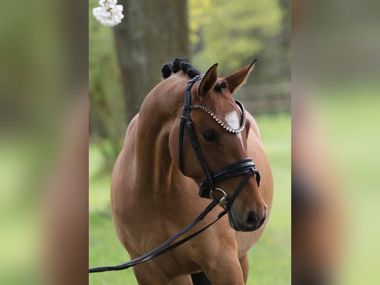 Duitse rijpony Merrie 4 Jaar 145 cm Falbe in Rehburg-Loccum