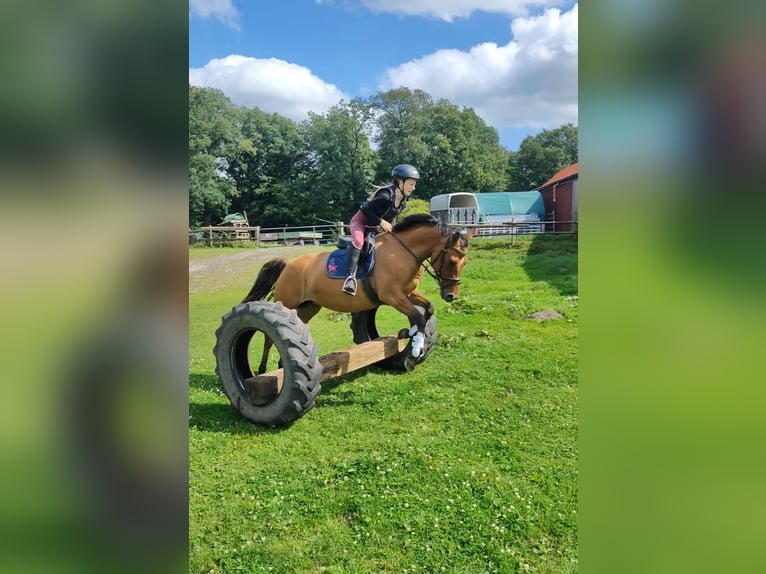 Duitse rijpony Merrie 4 Jaar 145 cm Falbe in Ritterhude