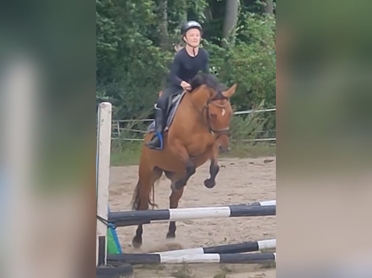 Duitse rijpony Merrie 4 Jaar 145 cm Falbe in Ritterhude