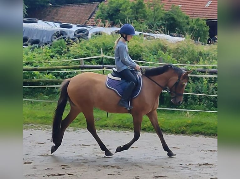 Duitse rijpony Merrie 4 Jaar 145 cm Falbe in Ritterhude