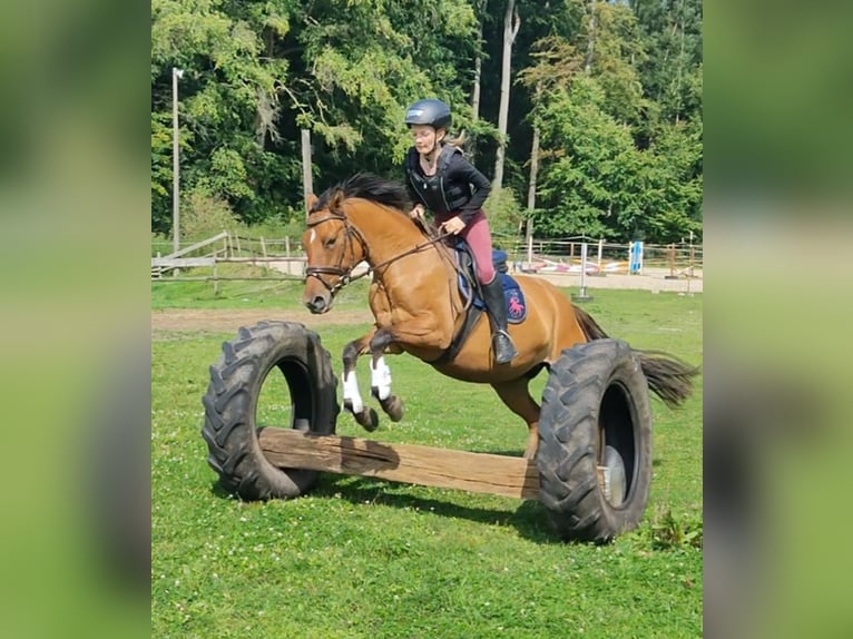 Duitse rijpony Merrie 4 Jaar 145 cm Falbe in Ritterhude