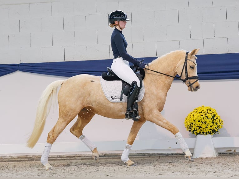 Duitse rijpony Merrie 4 Jaar 145 cm Palomino in Marsberg