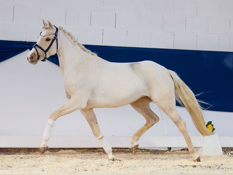 Duitse rijpony Merrie 4 Jaar 145 cm Palomino in Marsberg