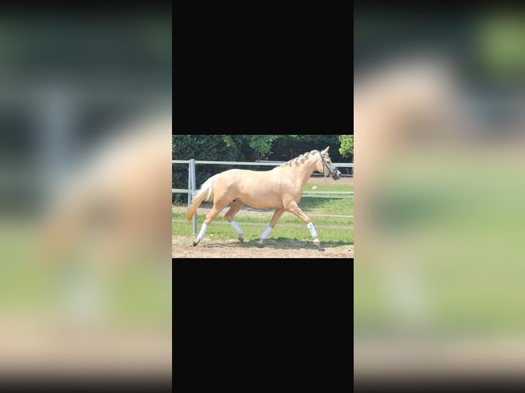 Duitse rijpony Merrie 4 Jaar 145 cm Palomino in Mörel