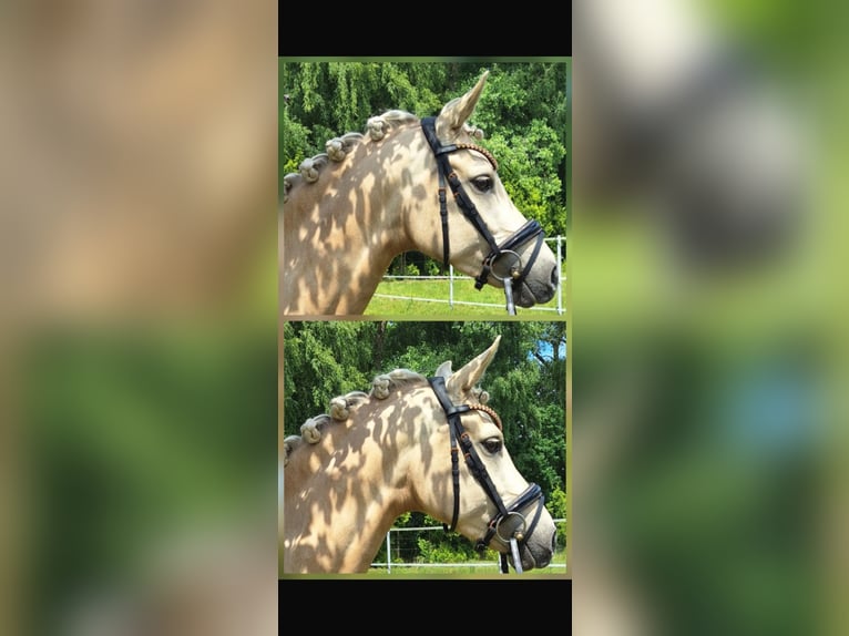 Duitse rijpony Merrie 4 Jaar 145 cm Palomino in Mörel
