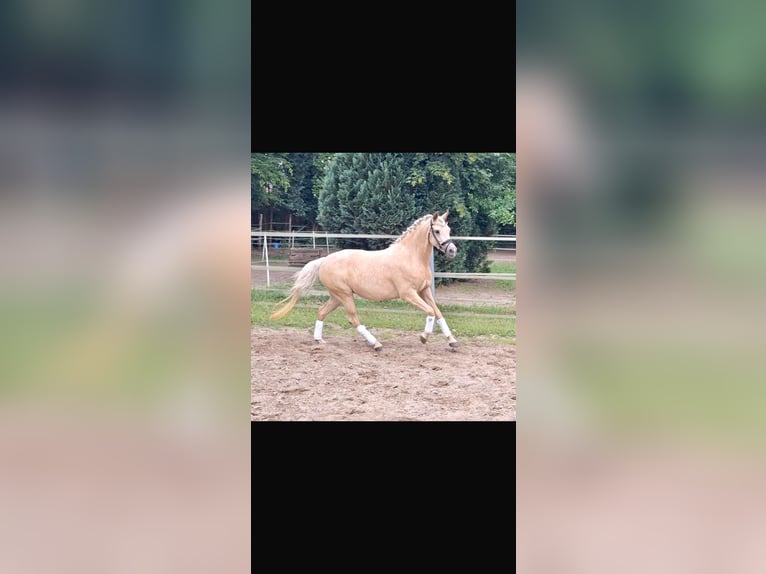 Duitse rijpony Merrie 4 Jaar 145 cm Palomino in Mörel