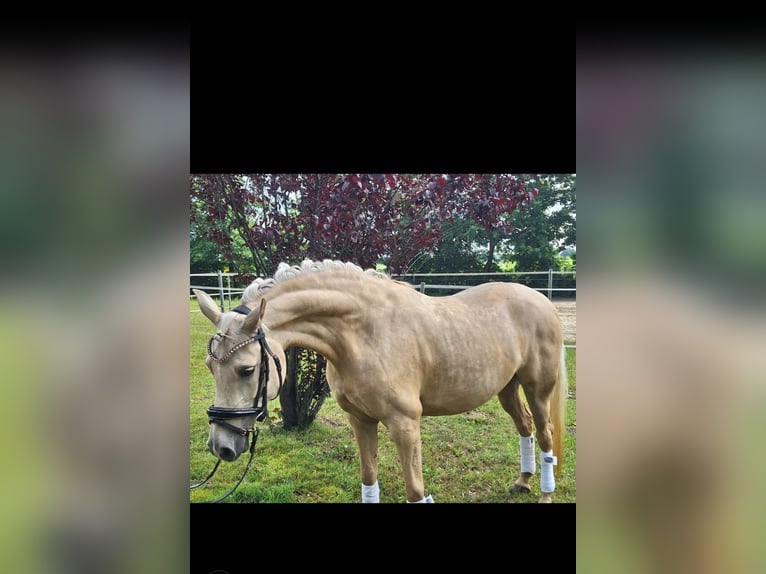 Duitse rijpony Merrie 4 Jaar 145 cm Palomino in Mörel