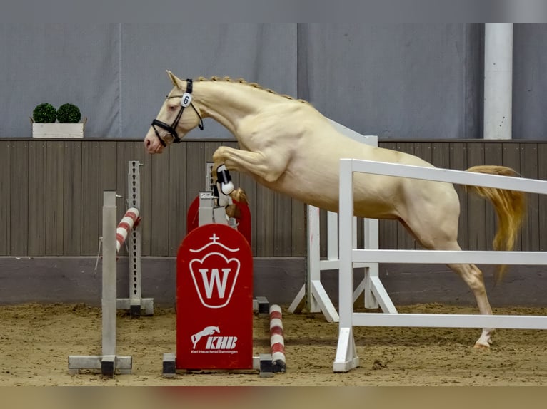 Duitse rijpony Merrie 4 Jaar 145 cm Perlino in Bottrop