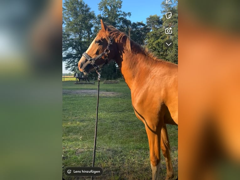 Duitse rijpony Merrie 4 Jaar 145 cm Vos in Harsewinkel