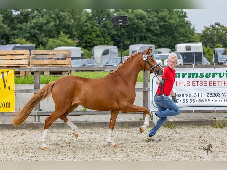 Duitse rijpony Merrie 4 Jaar 145 cm Vos in Siegen