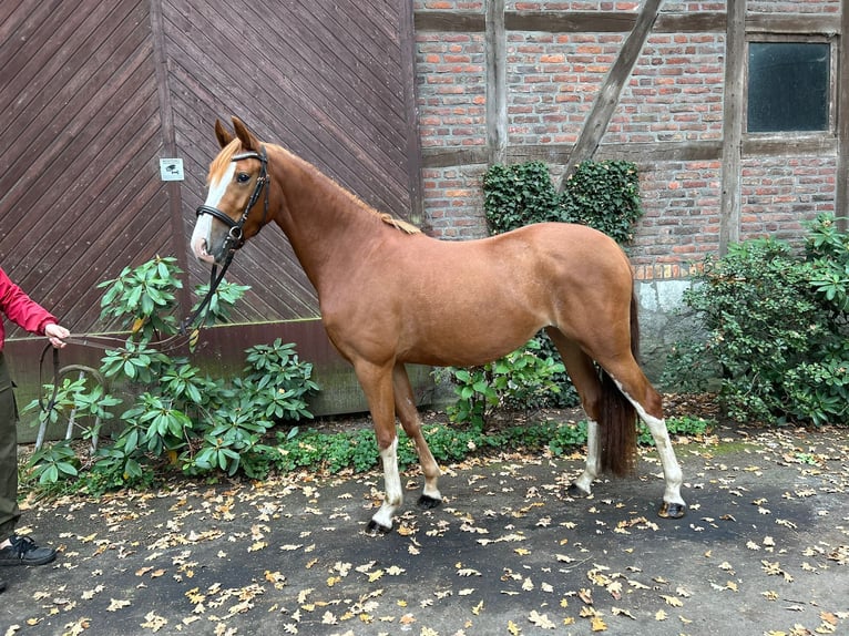 Duitse rijpony Merrie 4 Jaar 145 cm Vos in Harsewinkel