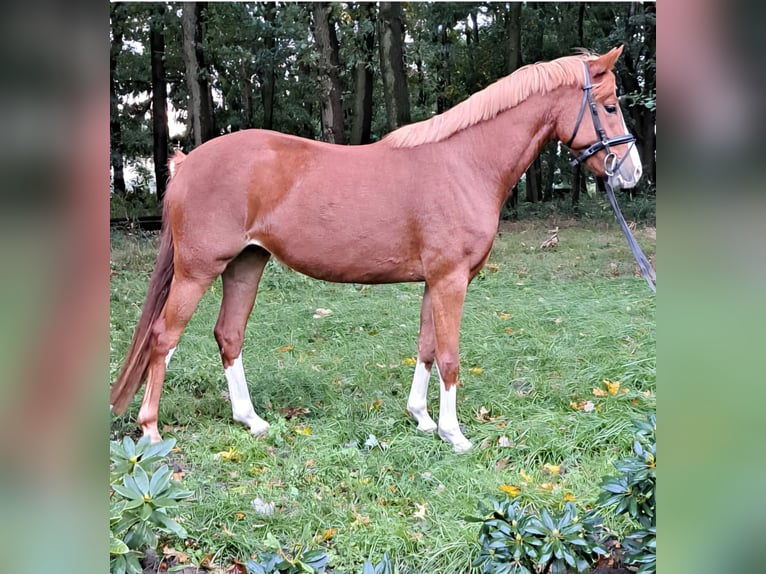Duitse rijpony Merrie 4 Jaar 145 cm Vos in Lindern (Oldenburg)