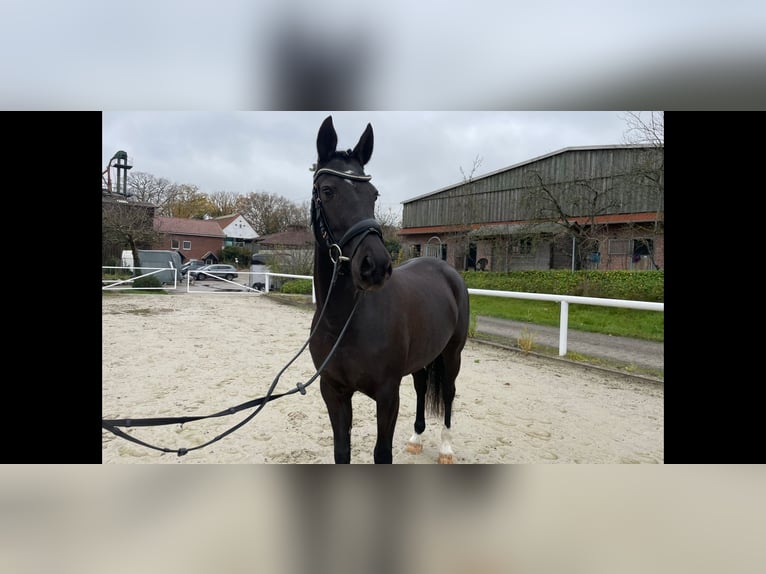 Duitse rijpony Merrie 4 Jaar 145 cm Zwart in Haren