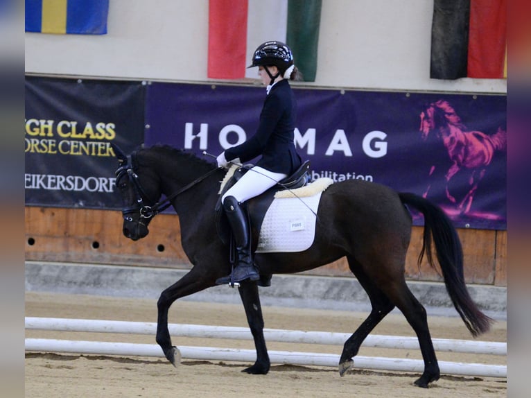 Duitse rijpony Merrie 4 Jaar 145 cm Zwart in Wien, Leopoldstadt