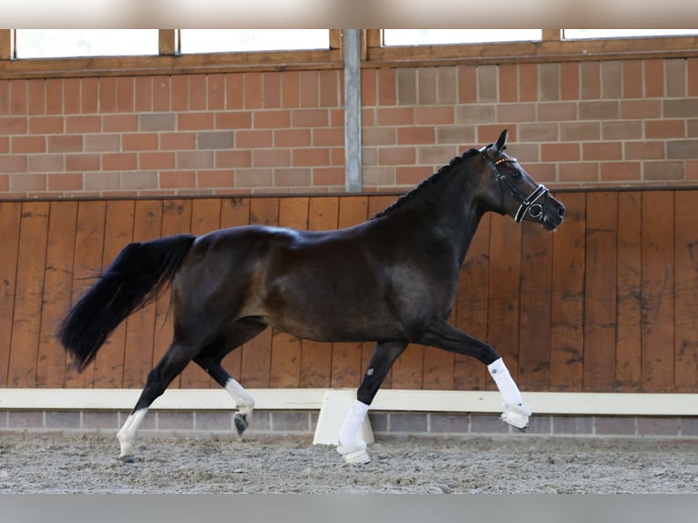 Duitse rijpony Merrie 4 Jaar 146 cm Bruin in Cappeln