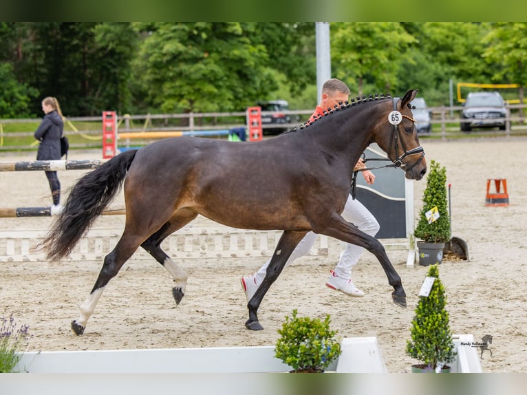 Duitse rijpony Merrie 4 Jaar 146 cm Bruin in Cappeln