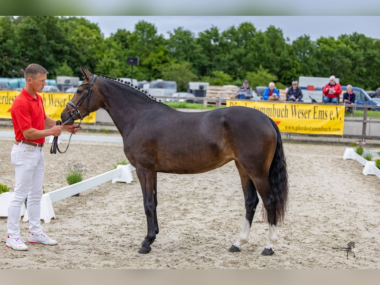 Duitse rijpony Merrie 4 Jaar 146 cm Bruin in Cappeln