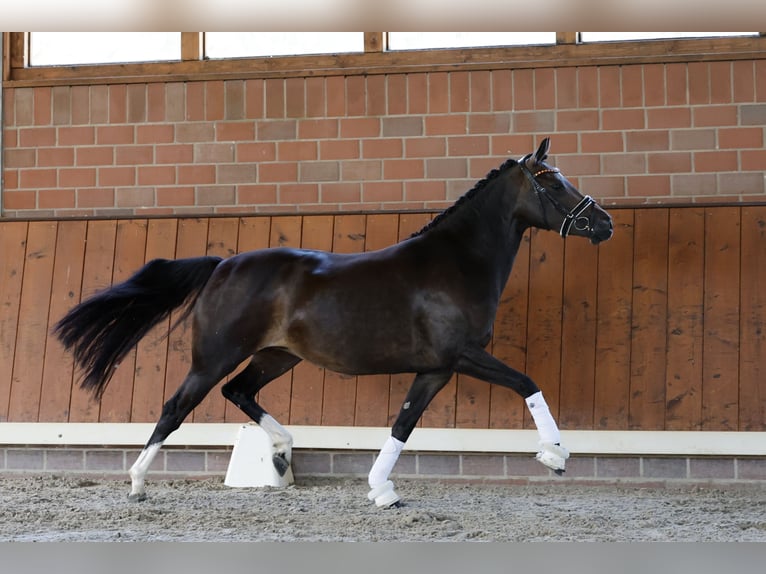 Duitse rijpony Merrie 4 Jaar 146 cm Bruin in Cappeln