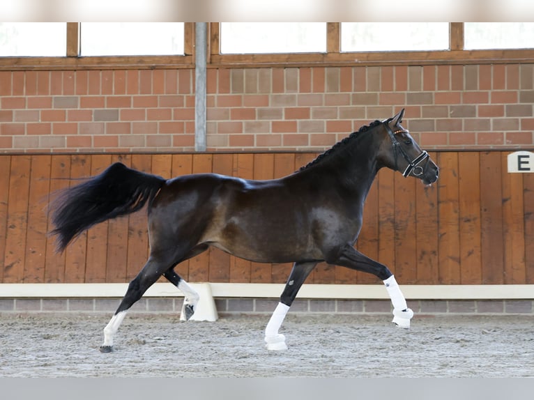 Duitse rijpony Merrie 4 Jaar 146 cm Bruin in Cappeln