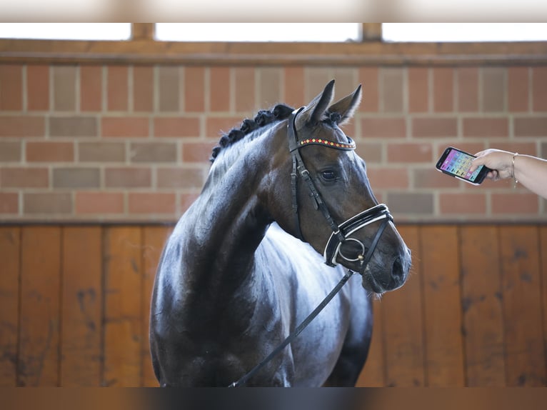 Duitse rijpony Merrie 4 Jaar 146 cm Bruin in Cappeln