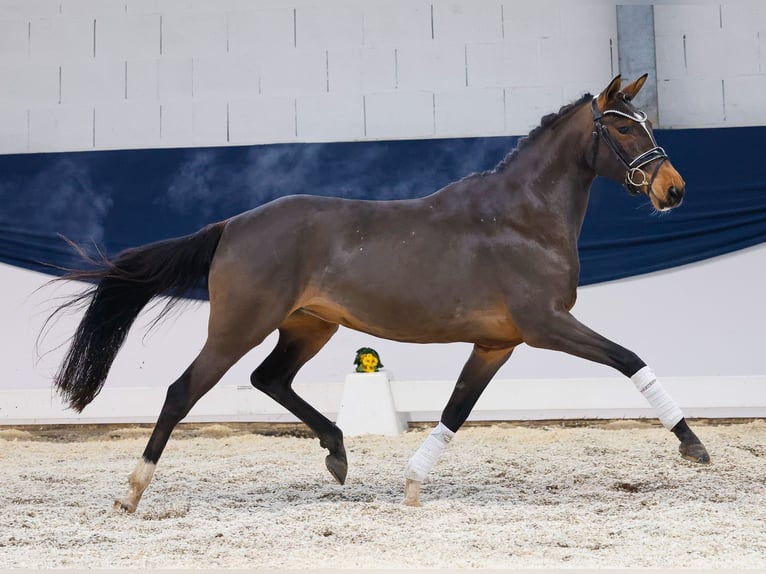 Duitse rijpony Merrie 4 Jaar 146 cm Bruin in Marsberg