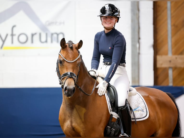 Duitse rijpony Merrie 4 Jaar 146 cm Bruin in Marsberg