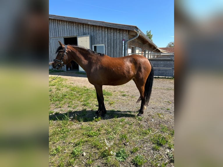 Duitse rijpony Merrie 4 Jaar 146 cm Bruin in Marchtrenk
