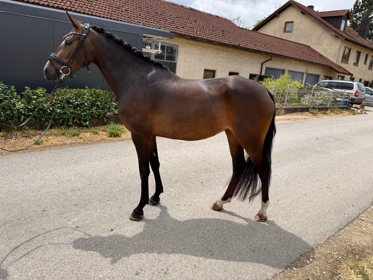 Duitse rijpony Merrie 4 Jaar 146 cm Bruin in Utting am Ammersee