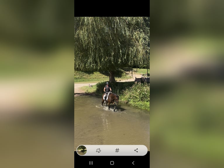 Duitse rijpony Merrie 4 Jaar 146 cm Bruin in Stockelsdorf