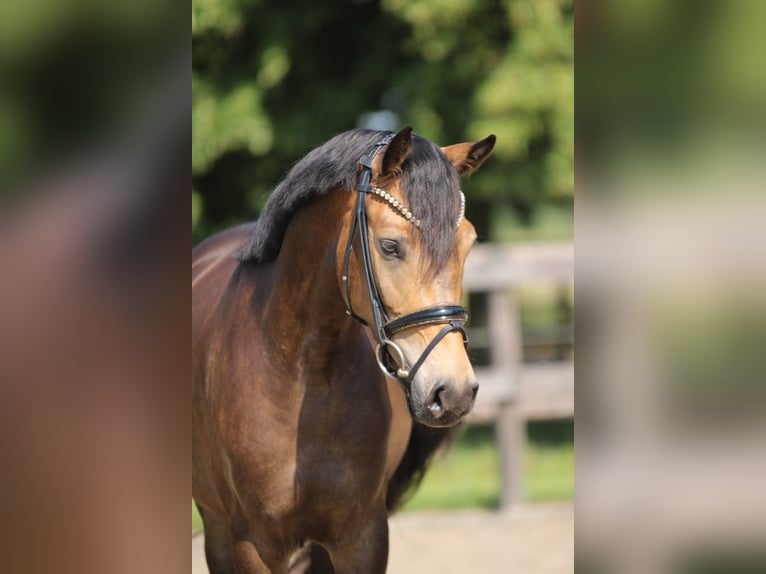 Duitse rijpony Merrie 4 Jaar 146 cm Buckskin in Xanten