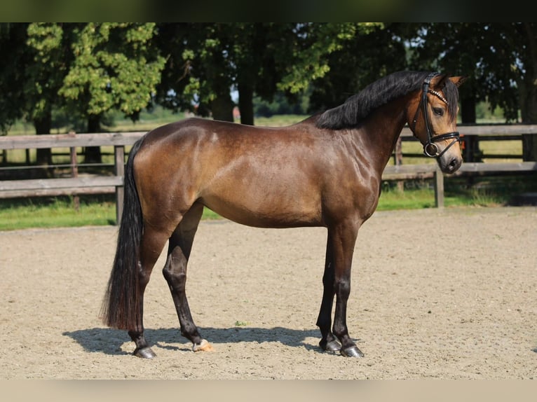 Duitse rijpony Merrie 4 Jaar 146 cm Buckskin in Xanten