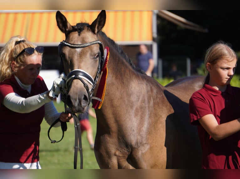 Duitse rijpony Merrie 4 Jaar 146 cm Buckskin in Treuenbrietzen