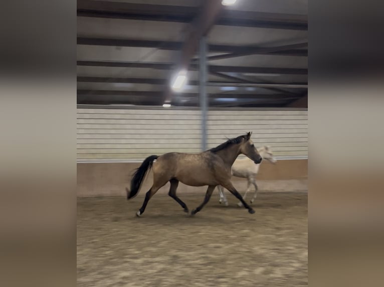 Duitse rijpony Merrie 4 Jaar 146 cm Buckskin in Gescher