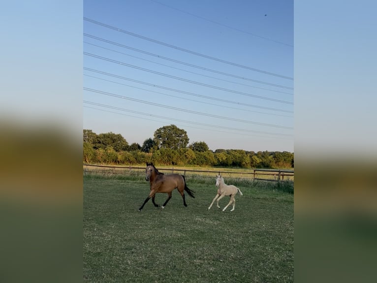 Duitse rijpony Merrie 4 Jaar 146 cm Buckskin in Gescher