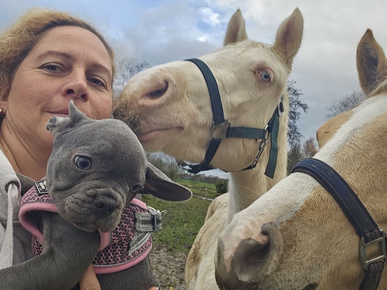 Duitse rijpony Merrie 4 Jaar 146 cm Cremello in Leer (Ostfriesland)