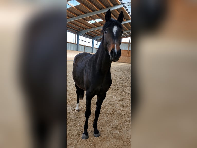 Duitse rijpony Merrie 4 Jaar 146 cm Donkerbruin in Steinmauern