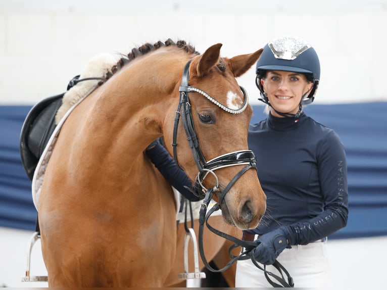 Duitse rijpony Merrie 4 Jaar 146 cm Donkere-vos in Marsberg