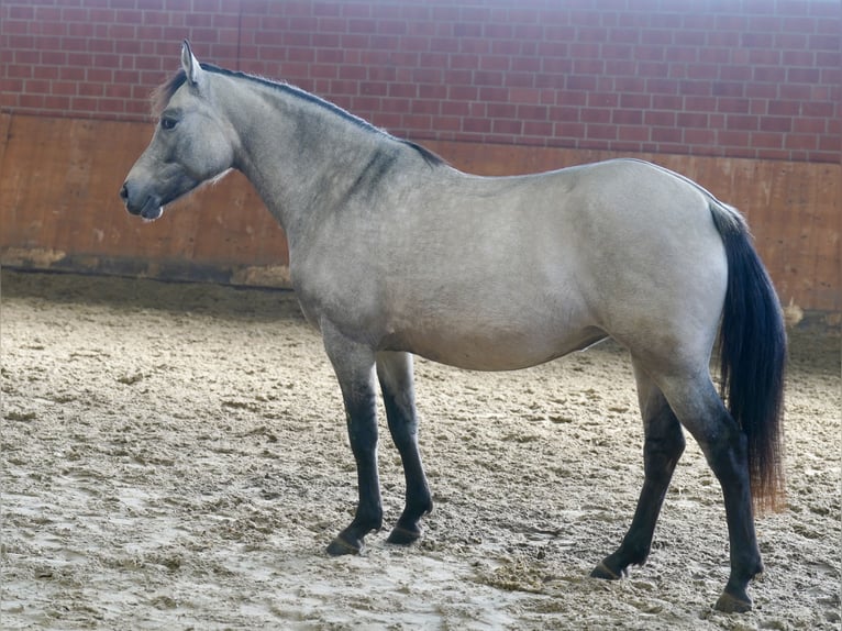 Duitse rijpony Merrie 4 Jaar 146 cm Falbe in Paderborn