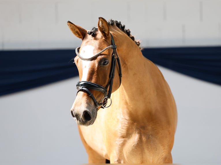 Duitse rijpony Merrie 4 Jaar 146 cm Falbe in Marsberg
