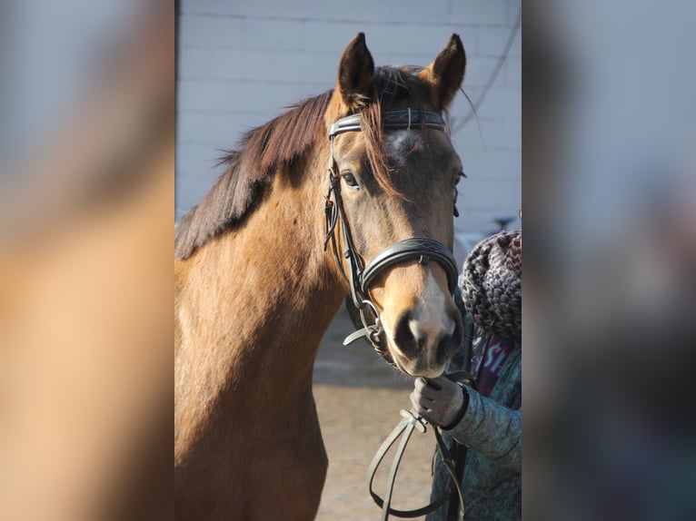 Duitse rijpony Merrie 4 Jaar 146 cm Falbe in Buchen (Odenwald)