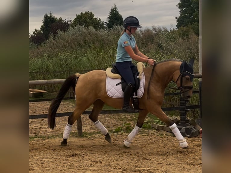 Duitse rijpony Merrie 4 Jaar 146 cm Falbe in Lemwerder