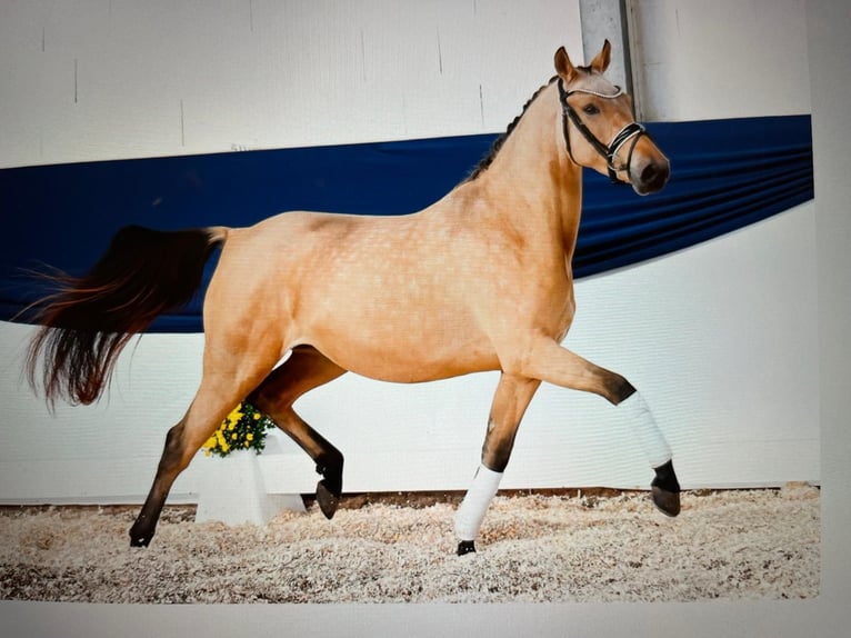 Duitse rijpony Merrie 4 Jaar 146 cm Falbe in Lemwerder