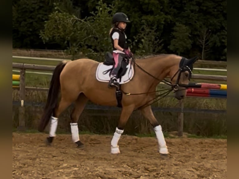 Duitse rijpony Merrie 4 Jaar 146 cm Falbe in Lemwerder
