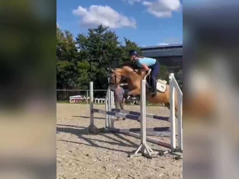 Duitse rijpony Merrie 4 Jaar 146 cm Falbe in Lemwerder