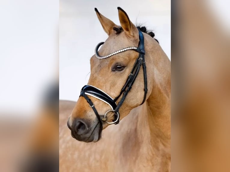 Duitse rijpony Merrie 4 Jaar 146 cm Falbe in Lemwerder