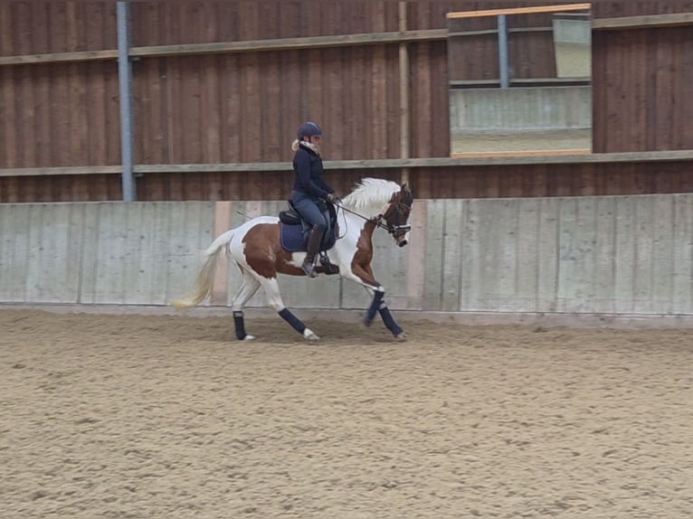 Duitse rijpony Merrie 4 Jaar 146 cm Gevlekt-paard in Pattensen