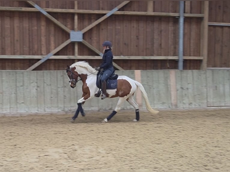 Duitse rijpony Merrie 4 Jaar 146 cm Gevlekt-paard in Pattensen