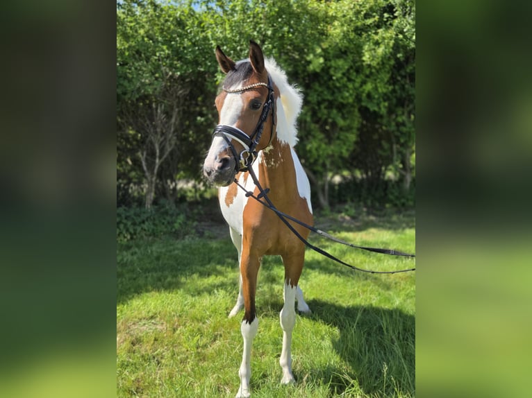 Duitse rijpony Merrie 4 Jaar 146 cm Gevlekt-paard in Salzhemmendorf